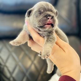 French Bulldog Puppies from Frenchie Paws
