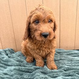 Black - Red male Irish Doodle puppy in Bloomfield, Iowa from Schooley Doodles