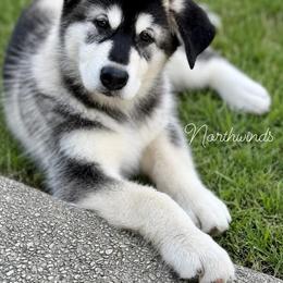 Nora - Seal and white female Alaskan Malamute puppy in Sandy, Oregon from NORTH WINDS ALASKAN MALAMUTES