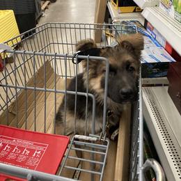 German Shepherd Puppies from Celtic Rose German Shepherds