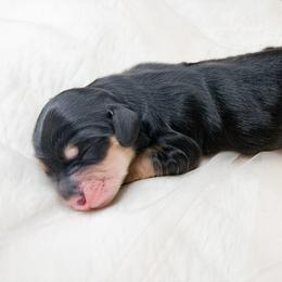 JOVIE - Black and tan female Dachshund puppy in Redding, California from Jean & Mae Doxies