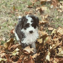 Aussiedoodle, Bernedoodle, and Poodle Puppies from Miller's Doodles