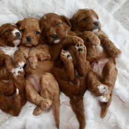 Cavapoo Puppies from Coastal Cavapoos