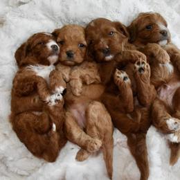 Cavapoo Puppies from Coastal Cavapoos