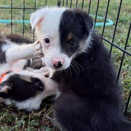 Cooper - Tri-color male Border Collie puppy in Shawnee, Oklahoma from Cross K Working Collies - Pure Bred Border Collies