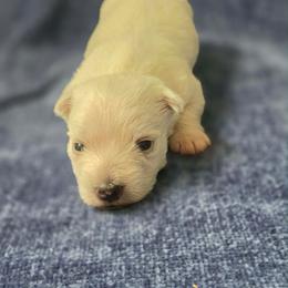 Zion - White male West Highland White Terrier puppy in Toronto, Ohio from Shekinah’s Mi-Kis & Cricket Hill’s Westies