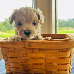 Ollie - Champagne male Maltipoo puppy in Ashville, Alabama from LMC Pups