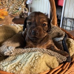 Girl 3 - female Dachshund puppy in Iredell, Texas from The Bloomin Dachshund
