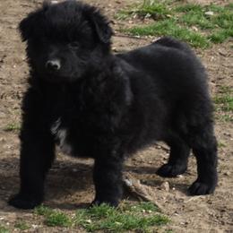 SMOOCH - Black male Australian Shepherd puppy in Nowata, Oklahoma from 4Feathers