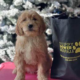Cockapoo and Goldendoodle Puppies from Puppy Power Kennels