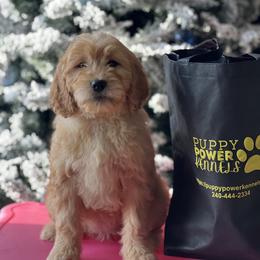 Cockapoo and Goldendoodle Puppies from Puppy Power Kennels