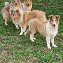 Collie All Grown Up from Hoskins Collies