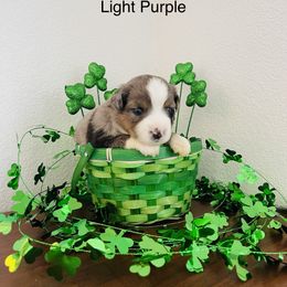 Miniature Australian Shepherd Puppies from 5 Star Mini Aussies