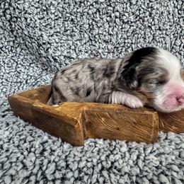 Marble - Blue merle female Bernedoodle puppy in Rose Hill, North Carolina from Red Door Canines