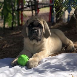 Mastiff Puppies from Majestic Mastiffs of Florida