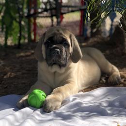 Mastiff Puppies from Majestic Mastiffs of Florida