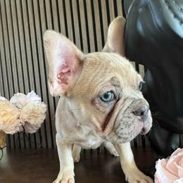 Blondie - Cream female French Bulldog puppy in Livermore, California from Spoiled Frenchies