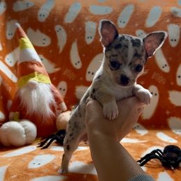 Chihuahua - Blue merle male Chihuahua puppy in Charleston, Maine from North Woods Chihuahua’s & Golden Retrievers