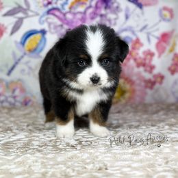 Miniature Australian Shepherd and Toy Australian Shepherd Puppies from Pistol Paws Aussies