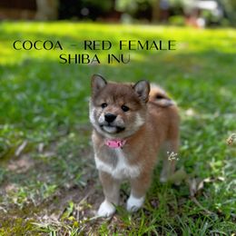 Cocoa - Red female Shiba Inu puppy in Sharpsburg, Georgia from H & J Shiba Inu’s