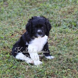 Cocker Spaniel Puppies from Kaleidoscopic Creations