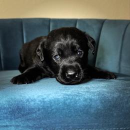 Orange Collar - Black male Labrador Retriever puppy in Somerset, California from Cantina Labs and Cavs