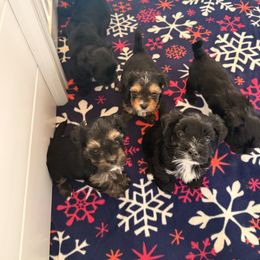 Yorkshire Terrier Puppies from Tails of Joy MA