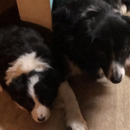 Border Collie Puppies from Cahill’s Canines