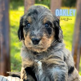 Oakley - Merle male Bernedoodle puppy in Hickory, North Carolina from Wild Grace Farm Pups