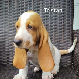 Tristan - Red and white male Basset Hound puppy in Newton Grove, North Carolina from MGA Basset Hound