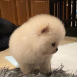 Pomeranian Puppies from A Sample Of Gods Love Kennels