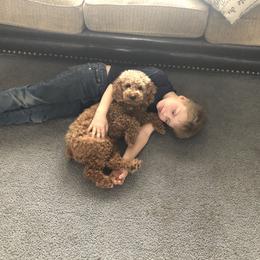 Goldendoodle All Grown Up from Blushing Doodles