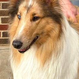 Collies from Tucker Creek Collies