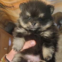 Pomeranian Puppies from Argetsinger Poms