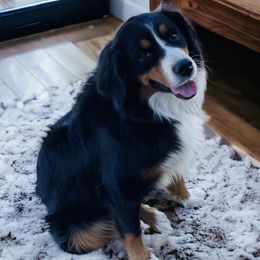 Aspen - Bernedoodle