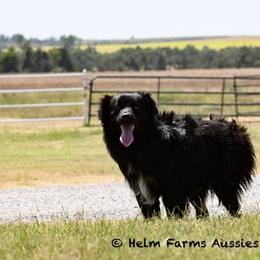Axel - Miniature Australian Shepherd