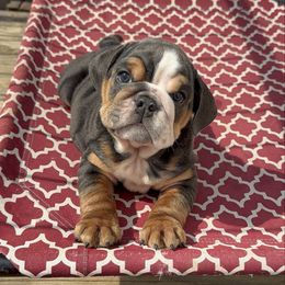 Malibu - Blue tri-color female Bulldog puppy in Dalton, Georgia from Reyes Bulldogs of North Georgia