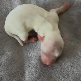 Clay - White male Maltipoo puppy in Buffalo, New York from Debra Stacey's Maltipoo Puppies