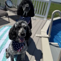 Maggie - Poodle