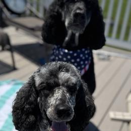 Maggie - Poodle