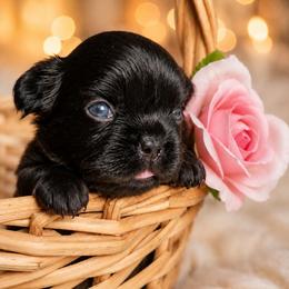 Blossom - Black female French Bulldog puppy in Maplewood, New Jersey from Poos&Bulls Keepsake