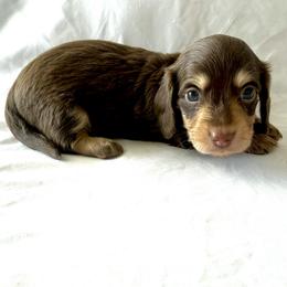 Lime Green - Chocolate and cream male Dachshund puppy in Silver Springs, Florida from DeMarsh's Dachshunds