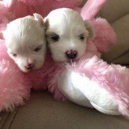 Maltese, Maltipoo, and Poodle Puppies from Healing Pawz LLC