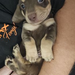 Cassian - Chocolate and cream male Dachshund puppy in Citra, Florida from My Loyal Treasures