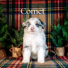 COMET - Blue merle male Miniature American Shepherd puppy in Puyallup, Washington from TRAILS END (FERGI’S) GEMINI