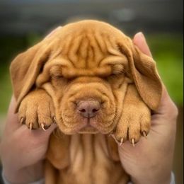 Vizsla Puppies from Sizzling Hot Vizsla's