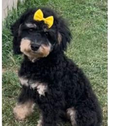 Porsche - Cockapoo