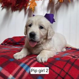 Pip Girl 2 - Light golden female Golden Retriever puppy in Niles, Michigan from Family Raised Goldens