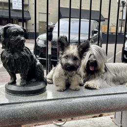 Skye Terrier Puppies from Solana Skye Terriers, Reg.