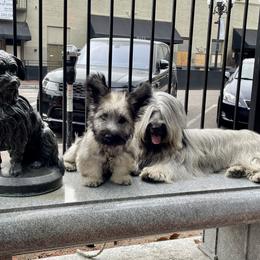 Skye Terrier Puppies from Solana Skye Terriers, Reg.